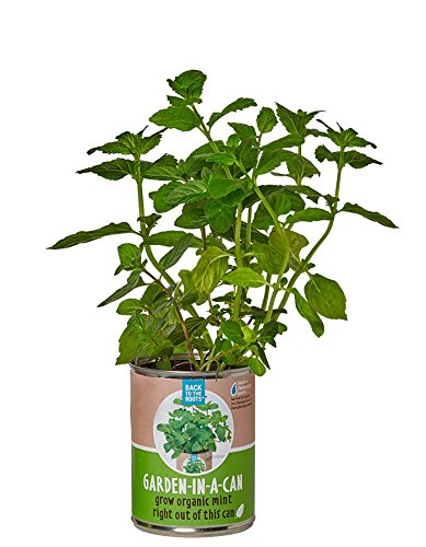 Back to the Roots Garden In A Can Grow Organic Mint, 0.38647 Pound
