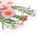 JETEHO 35 PCS Mixed Multiple Pressed Flowers Real Pressed Dried Flowers Natural Dried Flowers DIY Resin Jewelry Art Floral Decors