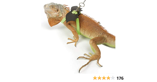 bearded dragon leash amazon