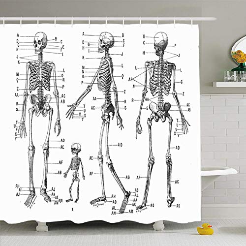 Ahawoso Shower Curtain 72 X 78 Inches Front Anatomy Human Skeleton