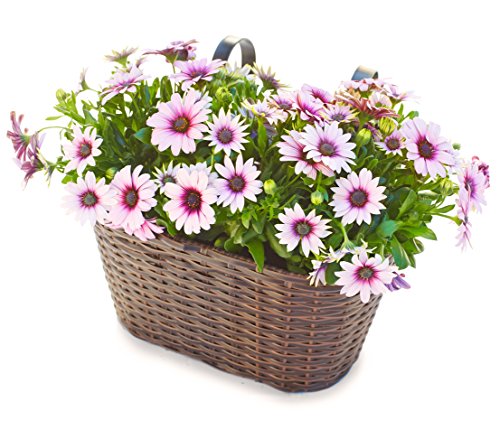 Dehner Blumenkasten mit Halterung, ca. 30 x 16 x 26 cm, Polyrattan, braun – Bild 3