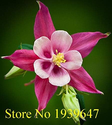 Amazon Co Jp 100のハーディ多年生レア美しい花コロンバインオダマキ属盆栽盆栽花植物diyのあなた プラム ホーム キッチン Amazon Co Jp 100のハーディ多年生レア美しい花コロンバインオダマキ属盆栽盆栽花植物diyのあなた プラム ホーム キッチン