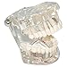 Toponechoice Transparent Dental Disease Teeth Model Removable Tooth Teaching Model Tools