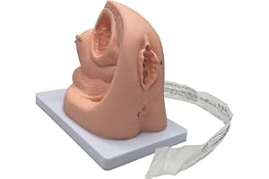 LXT PANDA Catheterization Model, Medical Practice Traning Model, Female Internal and External Catheterization Model- PVC Manikin Teaching Model - for Gynecology Medical Educational Training Aid.