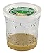 Insect Lore School Kit Refill with 33 Live Caterpillars Habitat