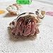 Large Hermit Crab Shells for Adult Crabs,6 Pack Different Types Natural Seashells No Painted Changing Shells Growth Shell,1 to 2 inch Opening Width