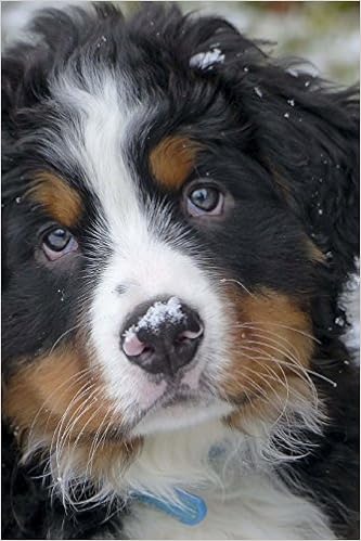 bernese mountain price