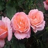 PATCHOULI ROSE FRAGRANCE OIL - 2 OZ - FOR CANDLE & SOAP MAKING BY VIRGINIA CANDLE SUPPLY - FREE S&H IN USA