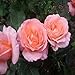 PATCHOULI ROSE FRAGRANCE OIL - 2 OZ - FOR CANDLE & SOAP MAKING BY VIRGINIA CANDLE SUPPLY - FREE S&H IN USA