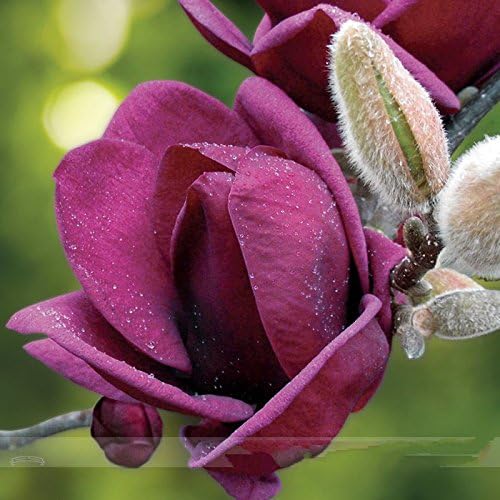 Rare 'Genie' Genie Dark Red Yulan Magnolia Tree Flower Seeds, Professional Pack, 10 Seeds / Pack, Light Fragrant Garden Tree