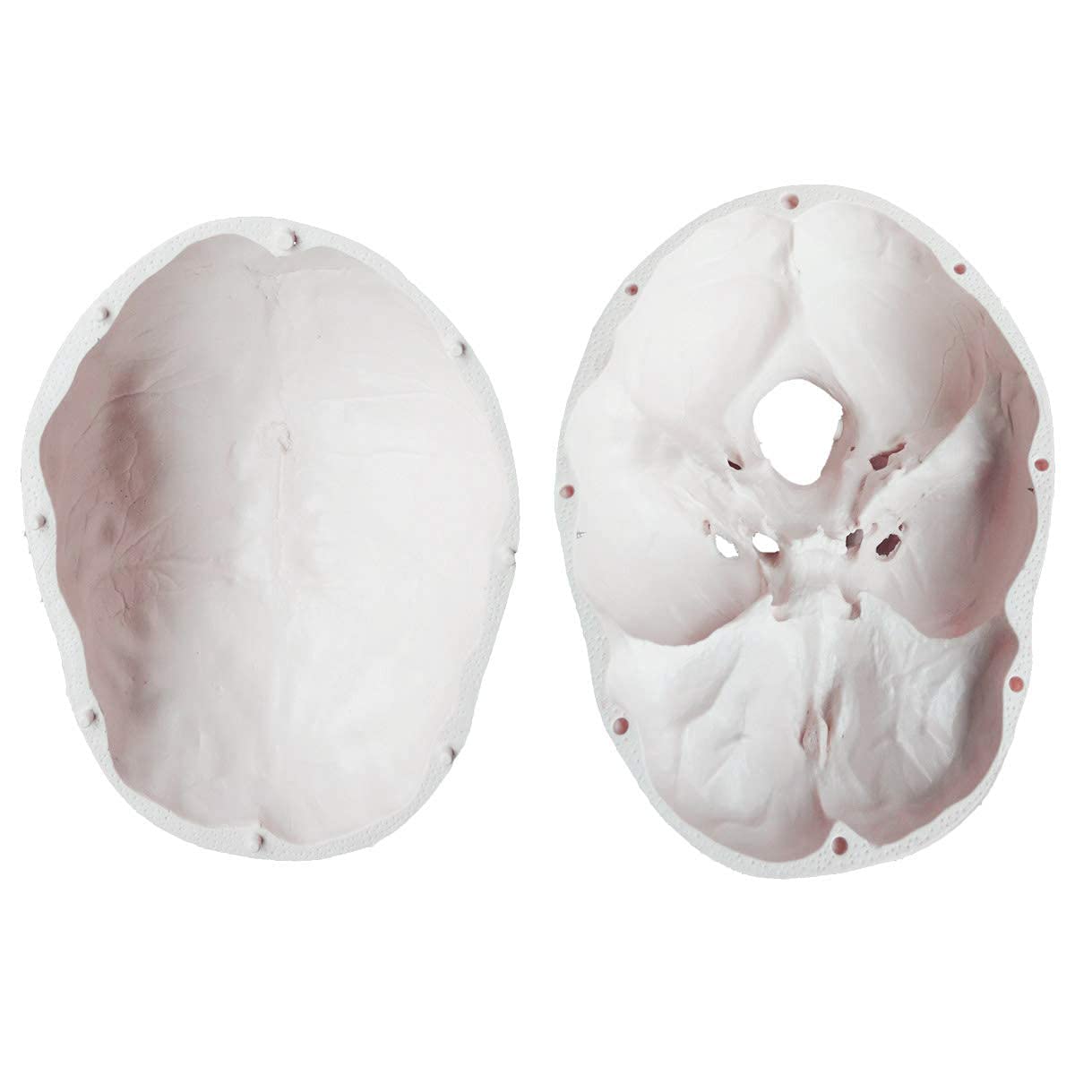 LYOU Human Skull Model for Learning, Skull Model, Life Size Human Head Skull Anatomical Model, Not Smudged for Medical Student Human Anatomy Study Course(White Skull)