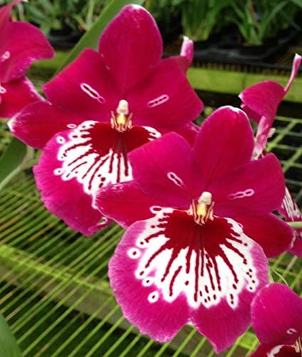 Blooming size Miltoniopsis Hajime Ono orchid