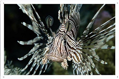 Tin Poster (20x30cm) of Lion Fish 14859 by Global Animal Sign