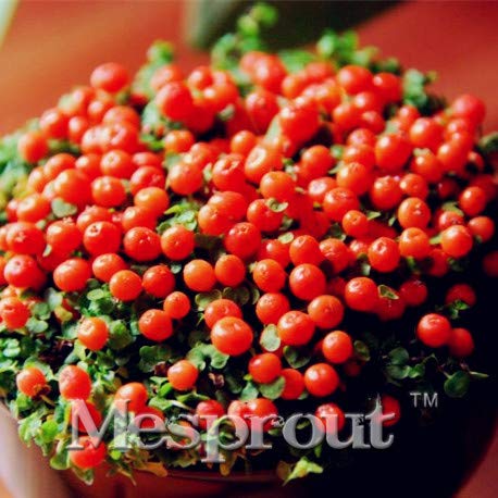 Flowering Perennial Bushes Colored Grass Seed Lamp Beads Grass Bonsai Perennial 100pcs Grass Bush Lamp Beads Grass Bonsai Red Ornamental Easy Grow Perennial Bonsai (Mix Color)