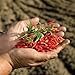 (Qty. 2) 20g Piri Piri Peri Peri Birds Eye Spice Hot Chilli Pepper Whole Pod from Portugal
