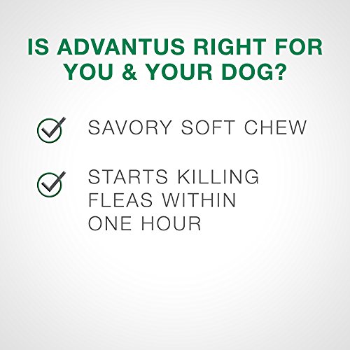 6 Bayer+Advantus+Treatment+Flavored+Same+As+Vet