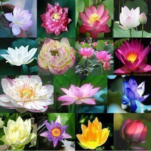 Creative Farmer Flower Seeds : Seeds Aquatic Lotus (Mixed Colors) Flower Seeds 15 Seeds- Seeds For Gardening Garden [Home Garden Seeds Eco Pack] Plant Seeds
