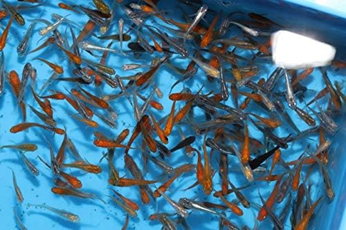 早割クーポン高質本物 メダカ永遠 トワ Mixめだか 50匹セット 雑誌で紹介された