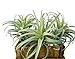 Artificial Air Plants Faux Succulents Plants Unpotted Small Tillandsia Look Real in Flocked Green Premium Crafting DIY Floral Decor for Home Garden Office Party, 3 pcs