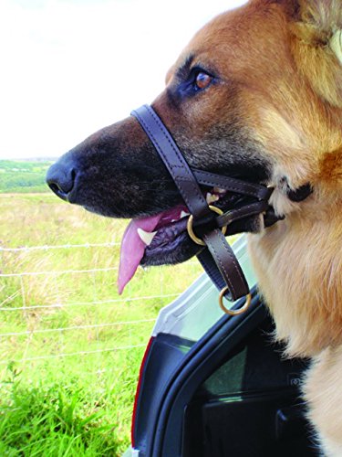 dogmatic leather headcollar