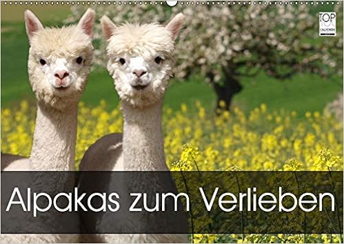 Alpakas Zum Verlieben Wandkalender 2019 Din A2 Quer Alpakas