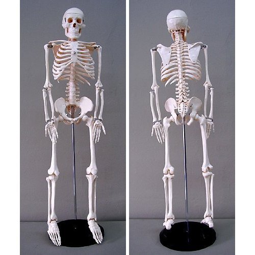 Jack Richeson Skeleton Model, Medium