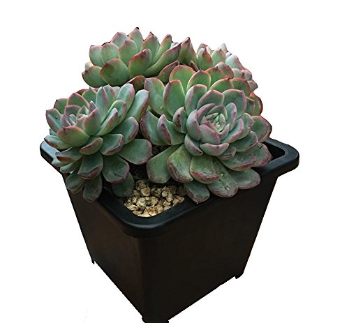 MUZHI 8PCS-PACK Large Black Square Succulent Planters Pots, Plastic Cactus Planters Bonsai Tree Miniascape Plant Containers With Rolled Edge and Grid Bottom,7 INCH