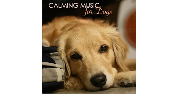 fun music for dogs