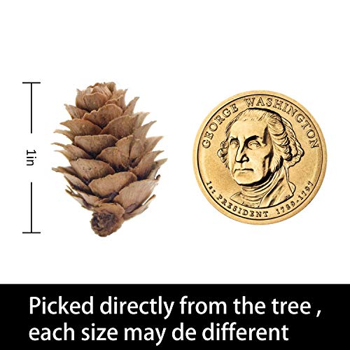 2 Deloky+Christmas+Thanksgiving+Pinecones+Decorations