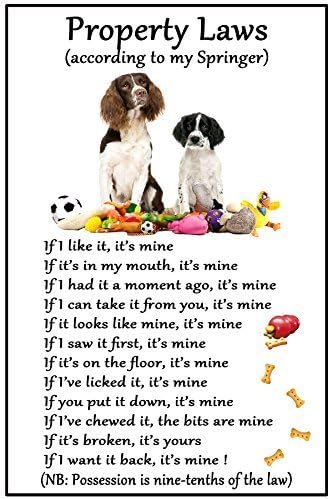 funny springer spaniel pictures