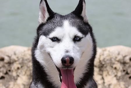 Amazon Co Jp 特大 ポスター ハスキーマズル犬かわいい 壁紙ウォールステッカーポスター 594x4mm Generic