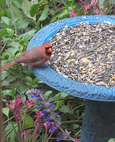 Exaco Trading Co. FM-2475B Exaco Endura Clay Scroll Vine Marbleized Birdbath, Two Shade Blue