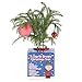 Costa Farms Live Christmas Tree, Small Norfolk Pine in Christmas Decor Plant Pot, Christmas Ornament, Holiday Gift Decoration for Room Decor, 10-12 Inches Tall
