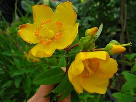 Amazon Co Jp ヒペリカム ヒデコート 30本セット 黄色の可愛い花が魅力です ホーム キッチン