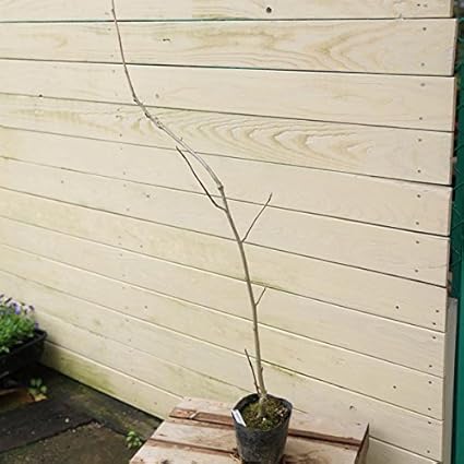 Amazon 庭木 苗木 オオヤマレンゲ ミヤマレンゲ 植木