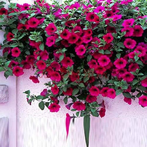 50PCS Morning Glory Seeds for Garden Planting, Morning Glory Non GMO Seeds