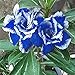 Afco 5Pcs Blue with White Side Desert Rose Flower Seeds Home Garden Plant Bonsai Decoration (Blue+White)