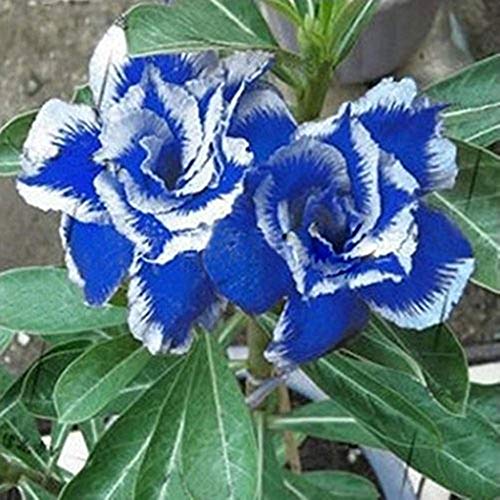 Afco 5Pcs Blue with White Side Desert Rose Flower Seeds Home Garden Plant Bonsai Decoration (Blue+White) Afco 5Pcs Blue with White Side Desert Rose Flower Seeds Home Garden Plant Bonsai Decoration (Blue+White)