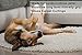Premium Grade Double Sided Tape, Made in The USA, Secure Your Carpets, Rugs, Tape for Clothes, Fabric, Multi-Purpose (1 inch x 20 Yards)