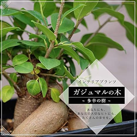 Amazon 観葉植物 インテリア ガジュマル カジュマルの木 鉢植え 植え替え不要 7号 直径21cm 深鉢 受け皿付き 常緑樹 がじゅまる 幸福の木 観葉植物 オンライン通販
