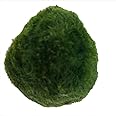 USRUTIUD 3 Live Green Algae Balls for Aquariums - Decorated Green Algae Balls to Enhance Aquarium Aesthetics 1.3 "-1.5" (3)