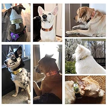 Amazon Com Game Of Thrones Dog Collar Personalized Leather Dog