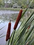 50 CATTAILS Cat Tails Typha Latifolia Water Pond Aquatic Grass Flower Seeds *Comb S/H