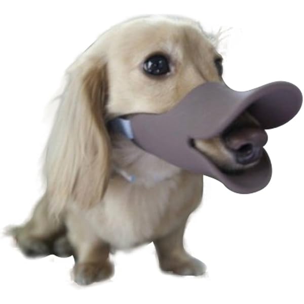 dog muzzle for dachshund