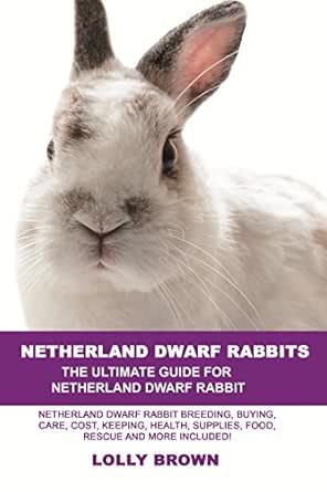 dwarf rabbit cost