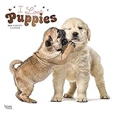 I Love Puppies 2020 12 x 12 Inch Monthly Square Wall Calendar with Foil Stamped Cover, Animals Dog B by