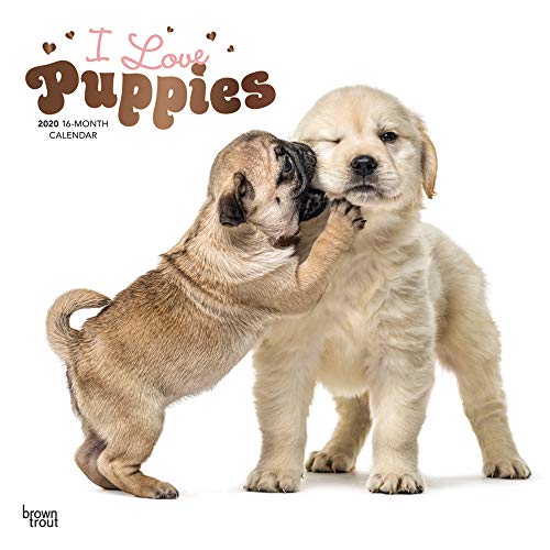 I Love Puppies 2020 12 x 12 Inch Monthly Square Wall Calendar with Foil Stamped Cover, Animals Dog B by 