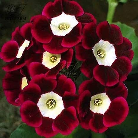 Amazon Subtle 15粒 サクラソウの種 ガーデンの装飾 植物の種 花 高い発芽率 簡単に育てる 観葉植物 開花 園芸 花