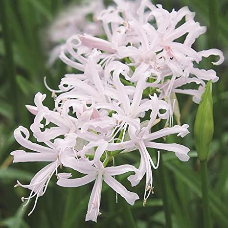 Amazon Co Jp ネリネ ダイヤモンドリリー パトリシア2球セット 植えっぱなしでok 丈夫な球根植物 ホーム キッチン