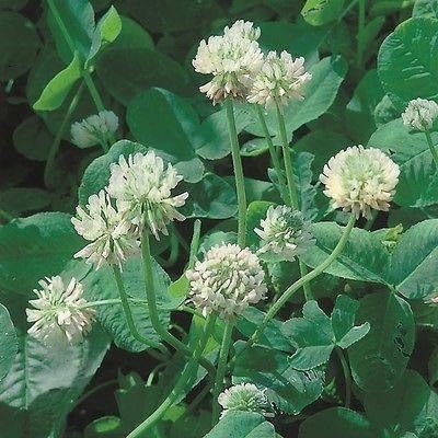CLOVER SEEDS 500 SEEDS PER FOIL VARIOUS COLOURS - WHITE